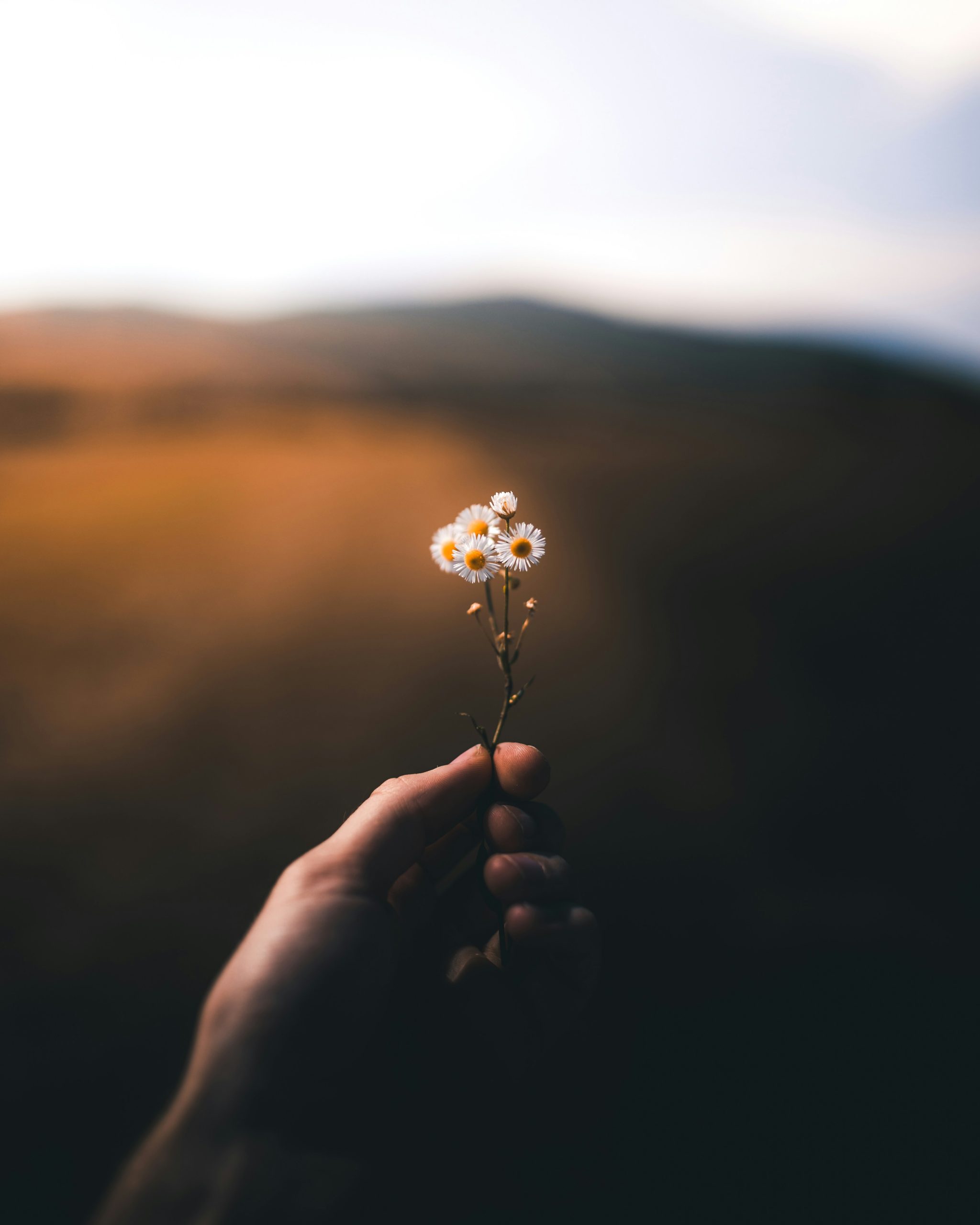 Sonnenuntergang mit einem Gänseblümchen